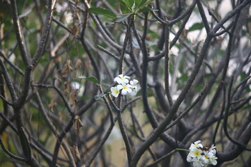 white flowers in the garden