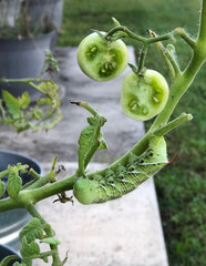 Caterpillar Eating Tomatoes