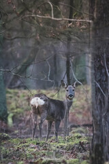Damwild im Wald