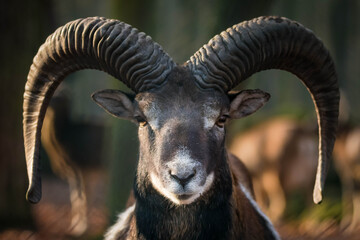 Mufflon im Wald