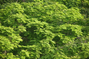 branches of a tree with leaves
