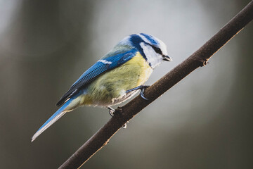 Blaumeise im Winter IV