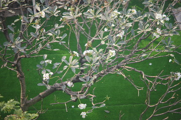 branches of a tree with leaves