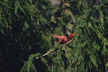 the squirrel sitting in the pine during summer season. Sciurus vulgaris in the morning