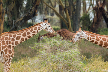 Wild Rothschild's giraffe couple in their beautiful forested natural landscape