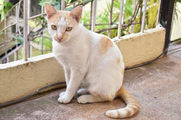 A white cat with red dots sitting on the floor