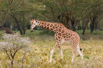 Naklejka na ściany i meble Wild Rothschild's giraffe in its beautiful forested natural landscape