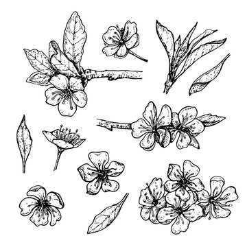 set of hand drawn blossoming cherry branches with flowers and leaves