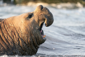 The southern elephant seal (Mirounga leonina)