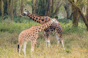 Naklejka na ściany i meble Wild Rothschild's giraffe couple in their beautiful forested natural landscape