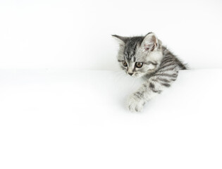 Face and paw of little Scottish Straight kitten peeks out playfully from behind a white background with copy space.