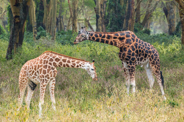 Wild Rothschild's giraffe couple in their beautiful forested natural landscape