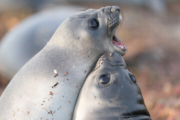 The southern elephant seal (Mirounga leonina)