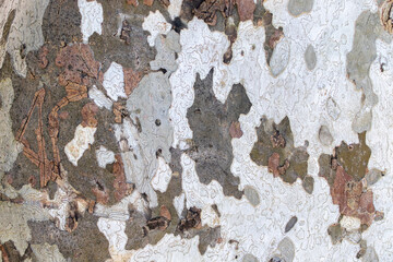 Texture of smooth tree bark. Tree bark background.