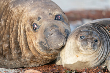 The southern elephant seal (Mirounga leonina)