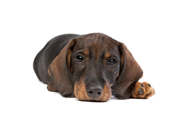 black and tan wire haired dachshund puppy isolated on white
