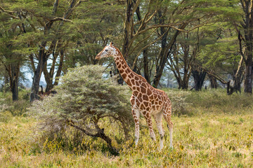 Fototapeta premium Wild Rothschild's giraffe in its beautiful forested natural landscape