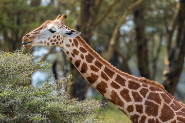 Wild Rothschild's giraffe in its beautiful forested natural landscape