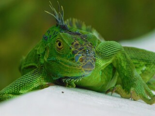 Relaxed Iguana