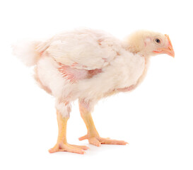 Chicken or young broiler chickens.
