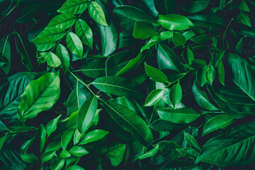 Obraz na płótnie Canvas green leaves in the garden