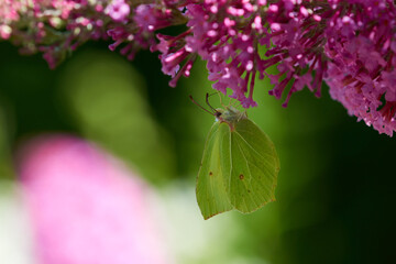Zitronenfalter an Sommerflieder
