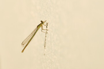 	
Blaue Federlibelle (Platycnemis pennipes) Weibchen 