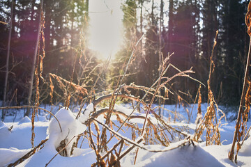 snow covered branches