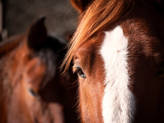 Horizontal shot of Anglo-arab and andalusian horses looking at camera.