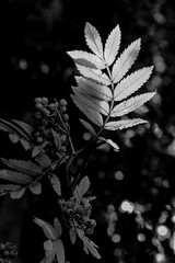 backlit rowan berries and leaves (mono)