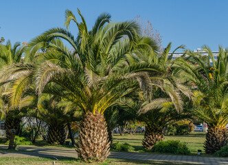 Beautiful palm tree Canary Island Date Palm (Phoenix canariensis) in Sochi. Luxury leaves on blue...