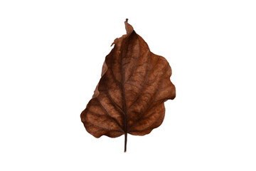 Top view, Shape leaf brown dry on white background.