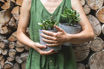  gardeners hands transplanting small citrus plant in plastic pots on wooden table. Concept of home garden. Spring time. Taking care of home plants