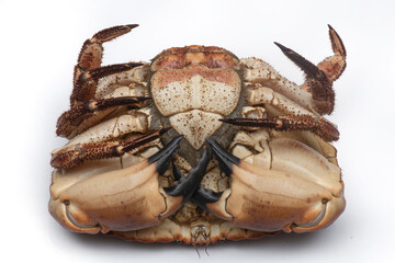 female crab, cooked in the rias of Galicia,
