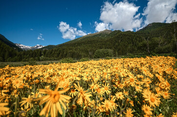 Fototapeta premium arnica fiori di arnica