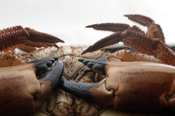 female crab, cooked in the rias of Galicia,