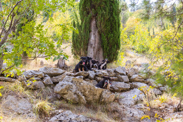 A pack of homeless puppies sitting on a fireplace near the town of Blagai. Bosnia and Herzegovina 