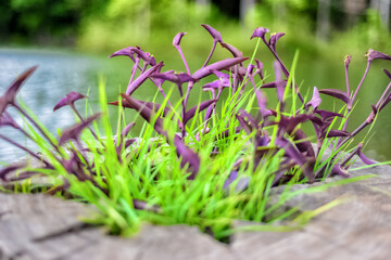 flowers in the grass