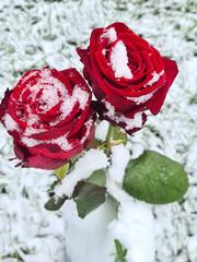 frische rote Rosen im Schnee