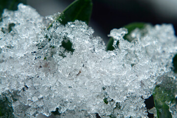 Fototapeta premium Close up with Leaves on the grass field in the winter morning with frost on it