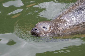 Harbour seal swimming in the water. Wildlife animal. (Phoca vitulina)