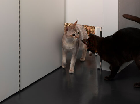 Two cats playing near custom made cat flap 