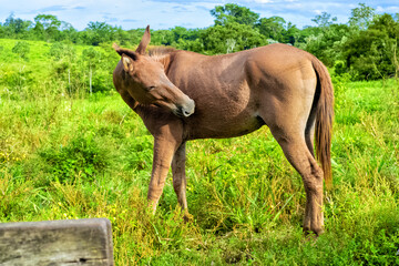 horse and foal