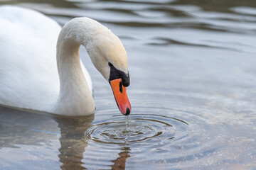 Höckerschwan 2
