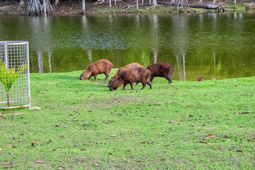 horses on the meadow