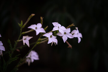 Fototapeta na wymiar the queen of the night flower. Nicotiana alata night plant in the garden
