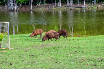 horses on the meadow