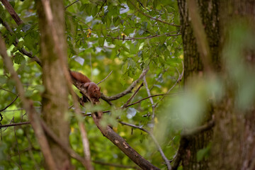 a brown squirrel in the tree during summer season. Sciurus vulgaris in the morning