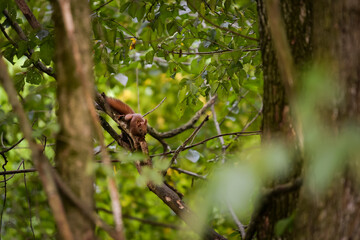 a brown squirrel in the tree during summer season. Sciurus vulgaris in the morning