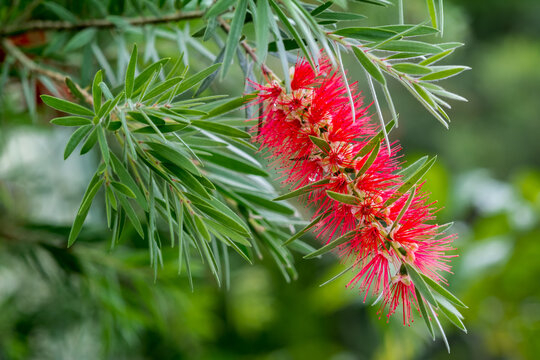 The red Callistemon rigidus blossoms beautifully in the fresh air of the green forest.